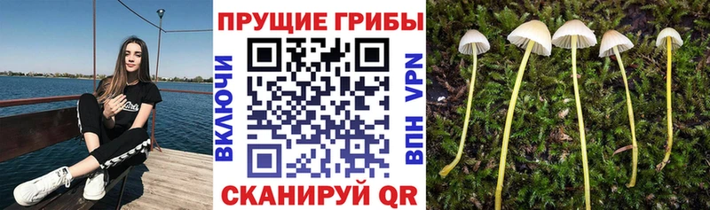 Купить где  Пудож  Галлюциногенные грибы прущие грибы 